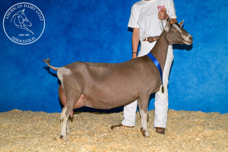 Senior Champion: CH Heatwave KM Jenny