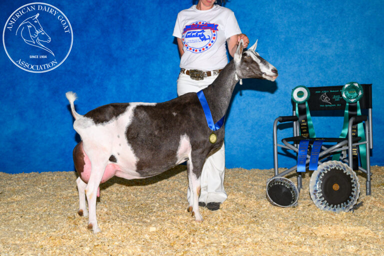 Senior Reserve Champion: CH Vanjust TH Nefertari
