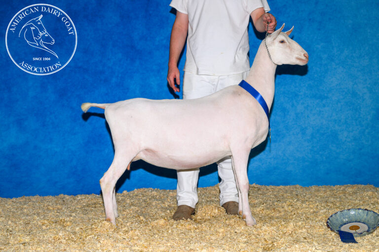 Junior Champion: Talache’s Howie
