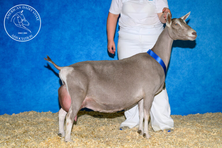 Senior Champion: GCH Taylor Ridge Maple 1*M