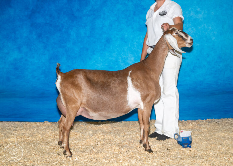 Reserve Senior Champion: CH Fox’s Pride GR Farah Fowler