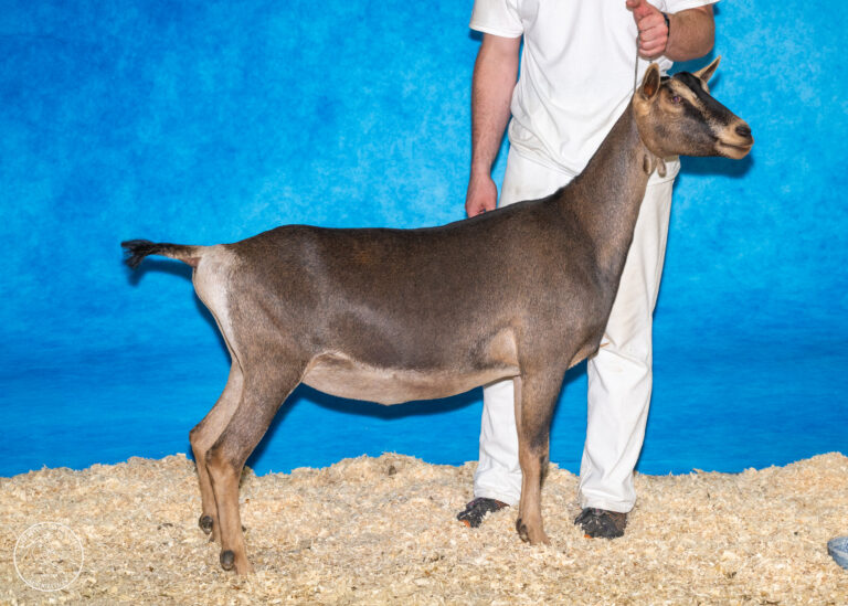 Junior Champion: Harmody HMT Analiesa Keychange