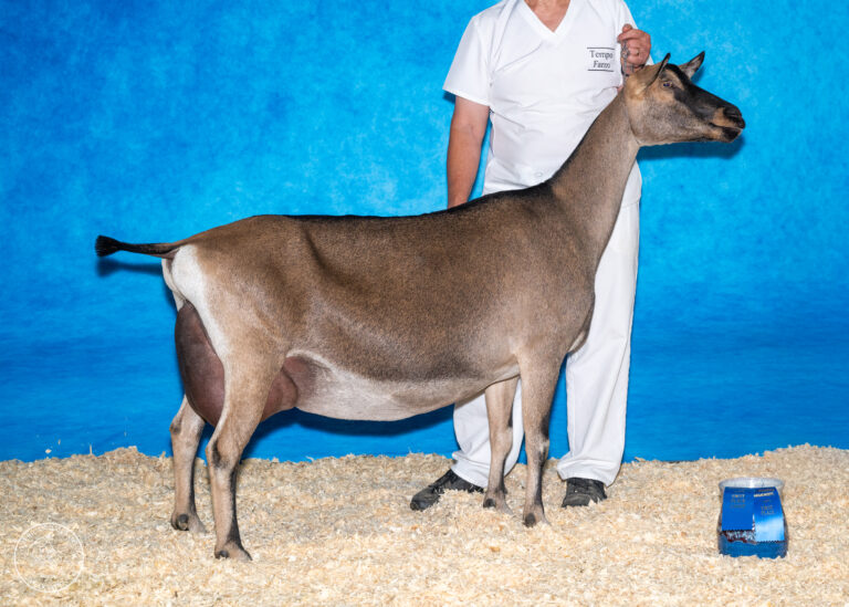 Senior Champion: GCH Tempo Aquila LIV Butterfly