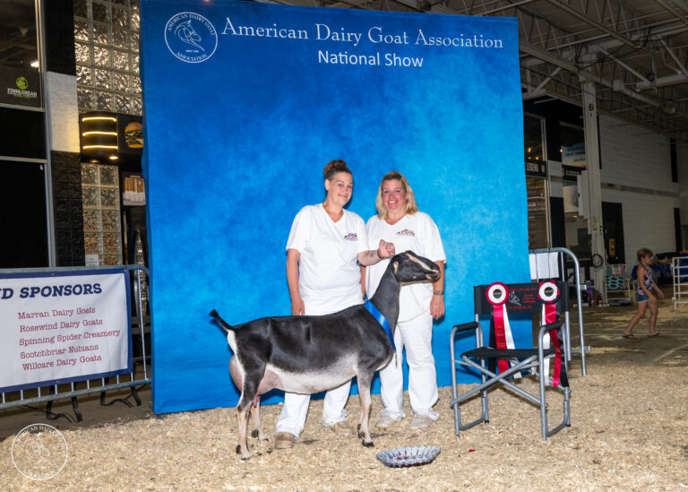 Senior Reserve Champion: CH Rustic Wood’s MLT Serenity
