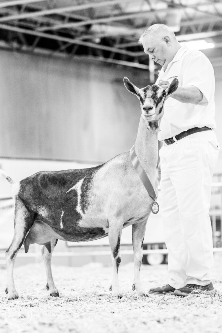 Senior Reserve Champion: CH Cherry Glen Griffen Lulu