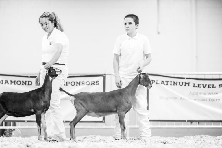 Junior Reserve Champion: Sawfish Espresso Martini