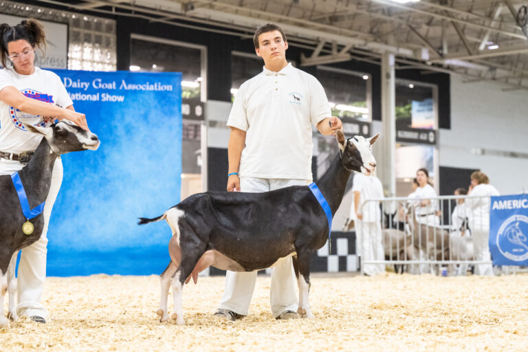 Senior Champion: Klisse’s NSNN Limor