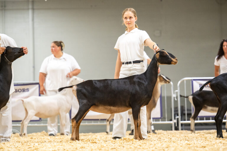 Premier Youth Junior Doe: Sawfish Bon Bon