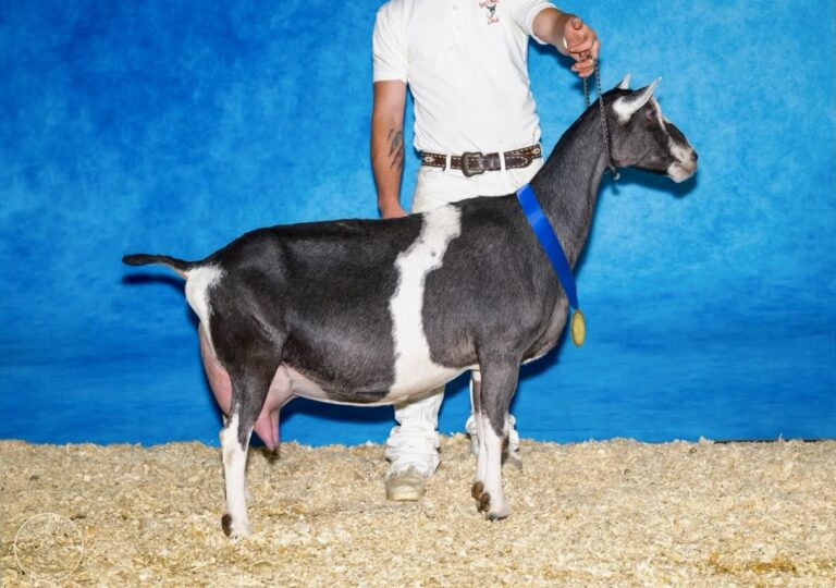 Senior Reserve Champion: The Berg’s Beulah Land Duece