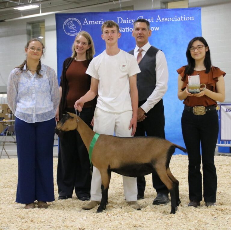 Premier Youth Junior Doe: The Wood’s Spring Tabby