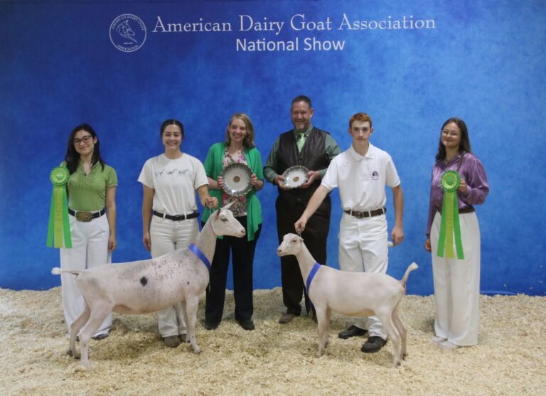 Junior Reserve Champion: W2 Vanilla Bean