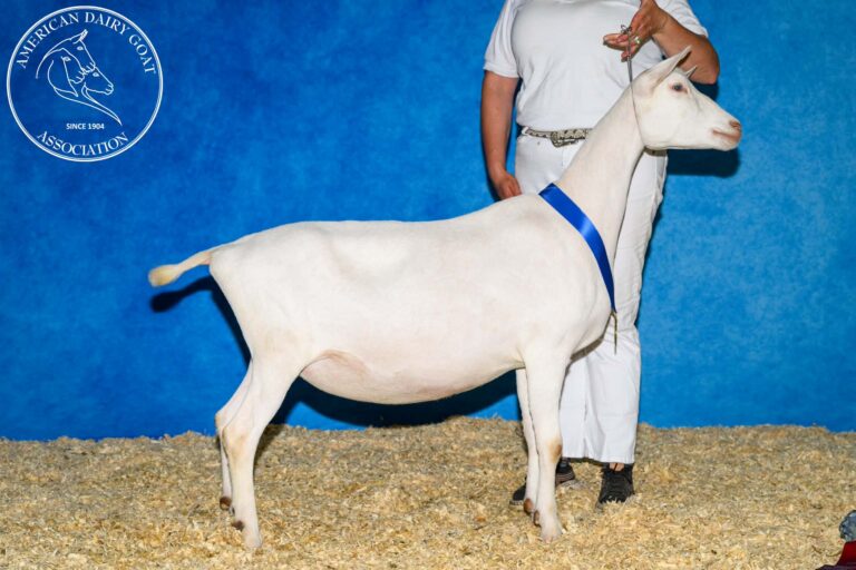 Junior Reserve Champion: Sunset-Dreams Kayjun