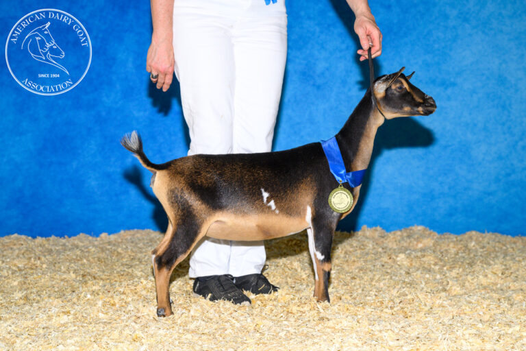 Junior Reserve Champion: Dragonfly SD Liberation