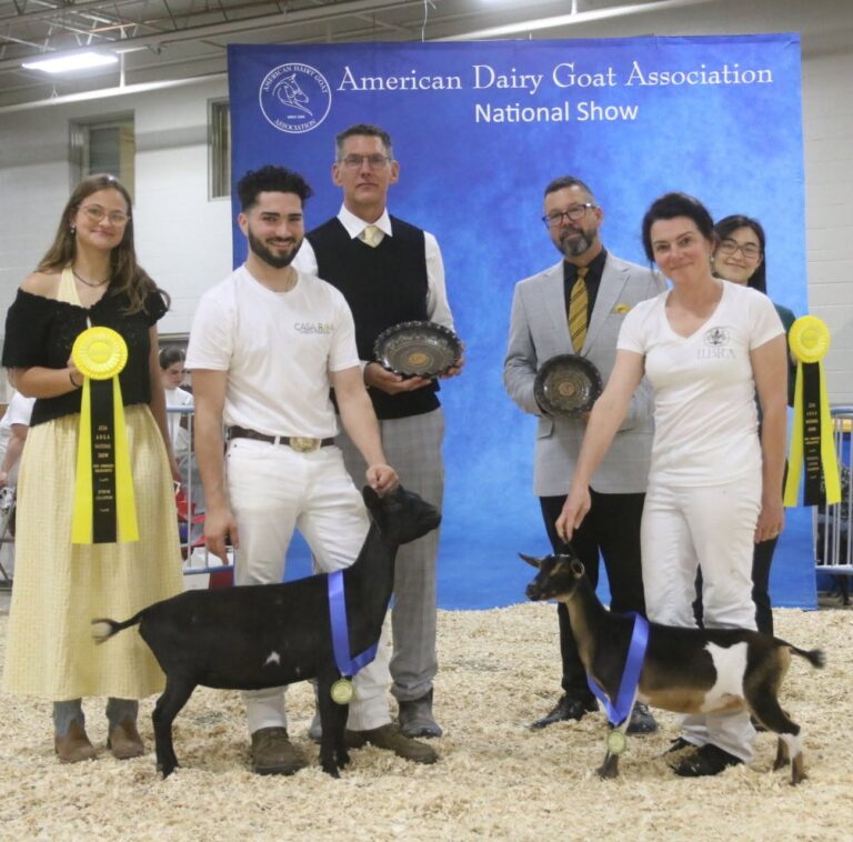 2026 Nigerian Dwarf Junior Champion