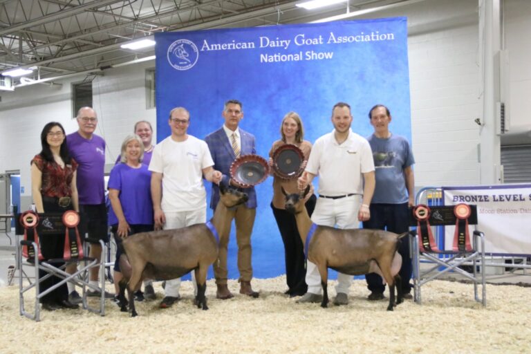Senior Reserve Champion: Ober-Boerd T Vetta