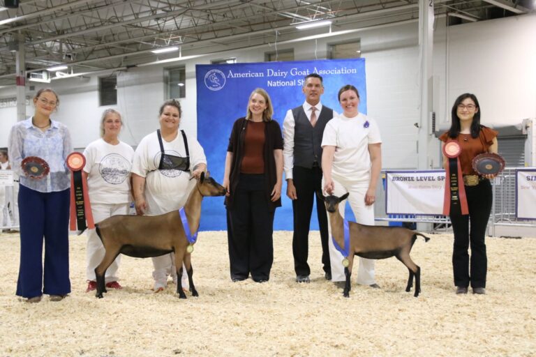 Junior Reserve Champion: Queen-B OBV