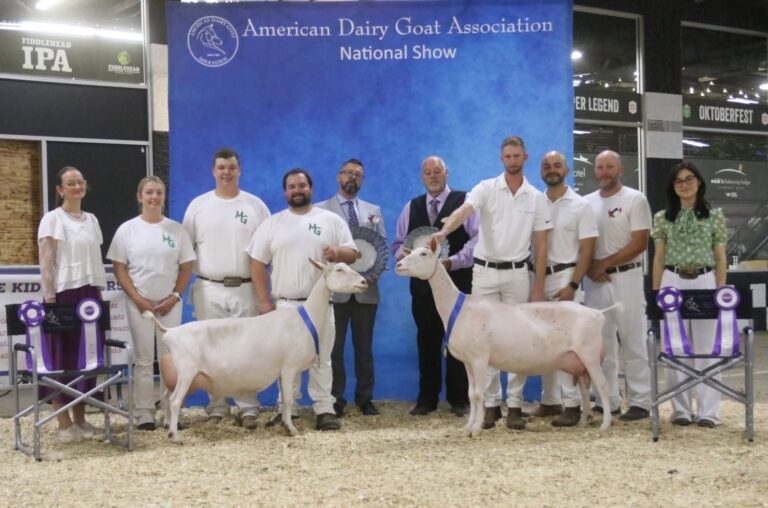 Senior Reserve Champion: DD Creamery Helen