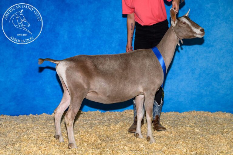 Junior Reserve Champion: Taylor Ridge JC Fire Santa Fe