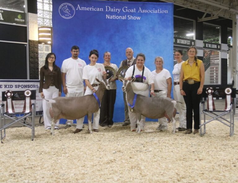 Senior Reserve Champion: GCH Evie’s Killer Labyrinth